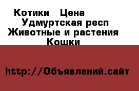 Котики › Цена ­ 1 000 - Удмуртская респ. Животные и растения » Кошки   